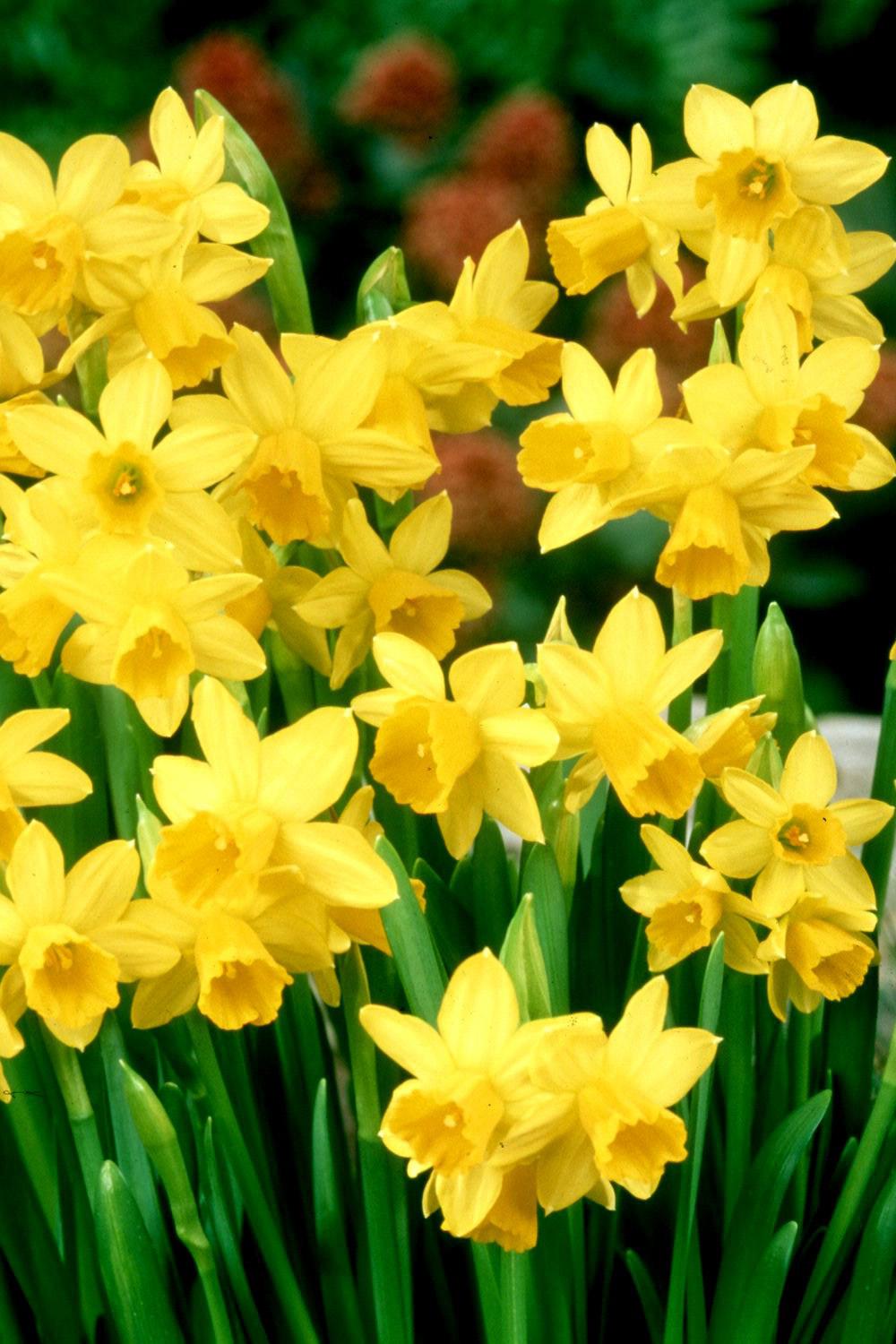 16 Daffodil Plant With Bulb