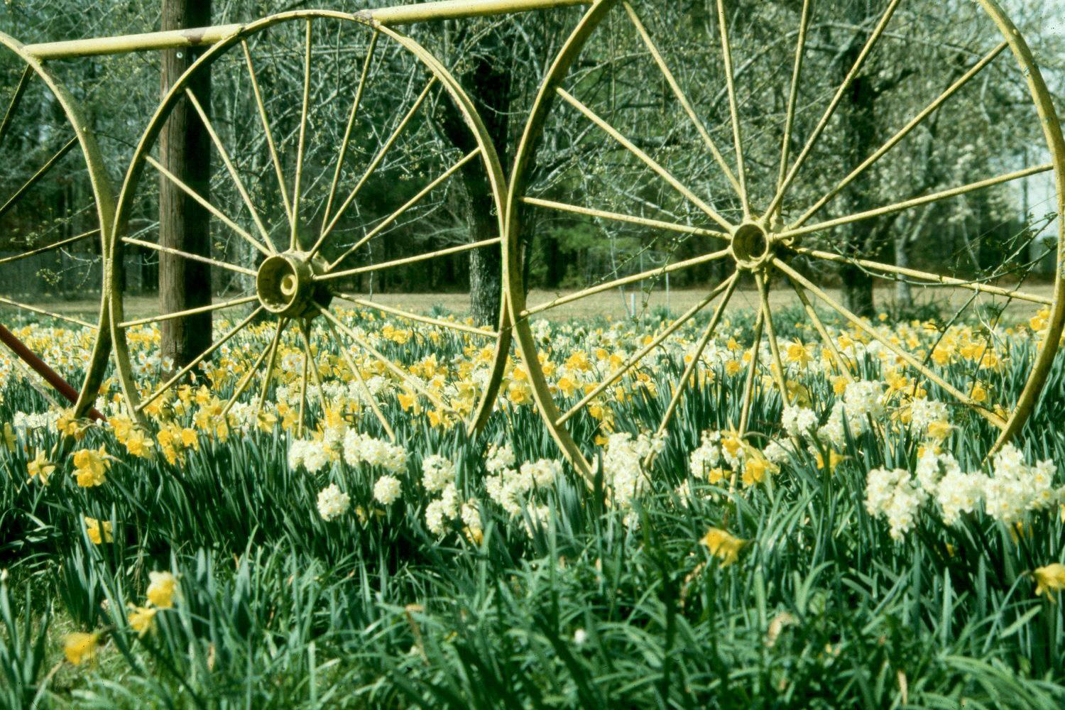 Trevithian Daffodil:Daffodil Bulbs