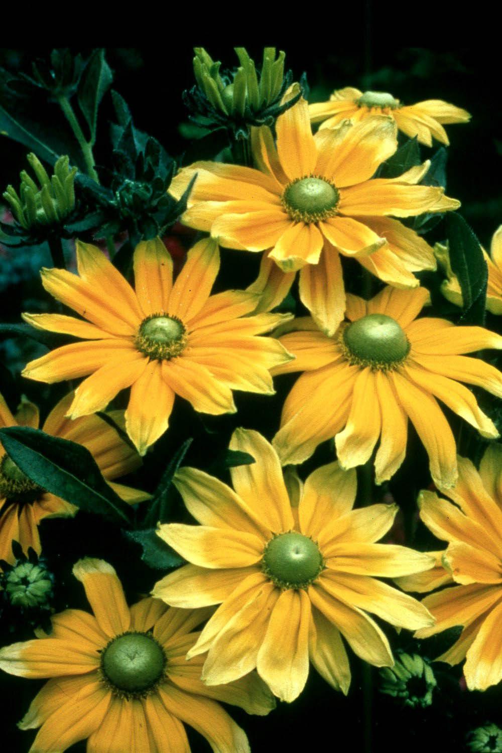 Prairie Sun, an All-America Selections winner this year, will reach from 24 to 36 inches in height and probably will be the most attractive flower in the landscape throughout a long blooming season. It produces 5- to 9-inch flowers on 18-inch stems. 