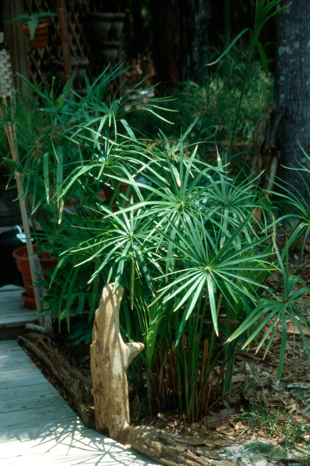 Umbrella Grass Cyperus Haspan Photo By Robin Berthier Plants Bog Plants Indoor Plants