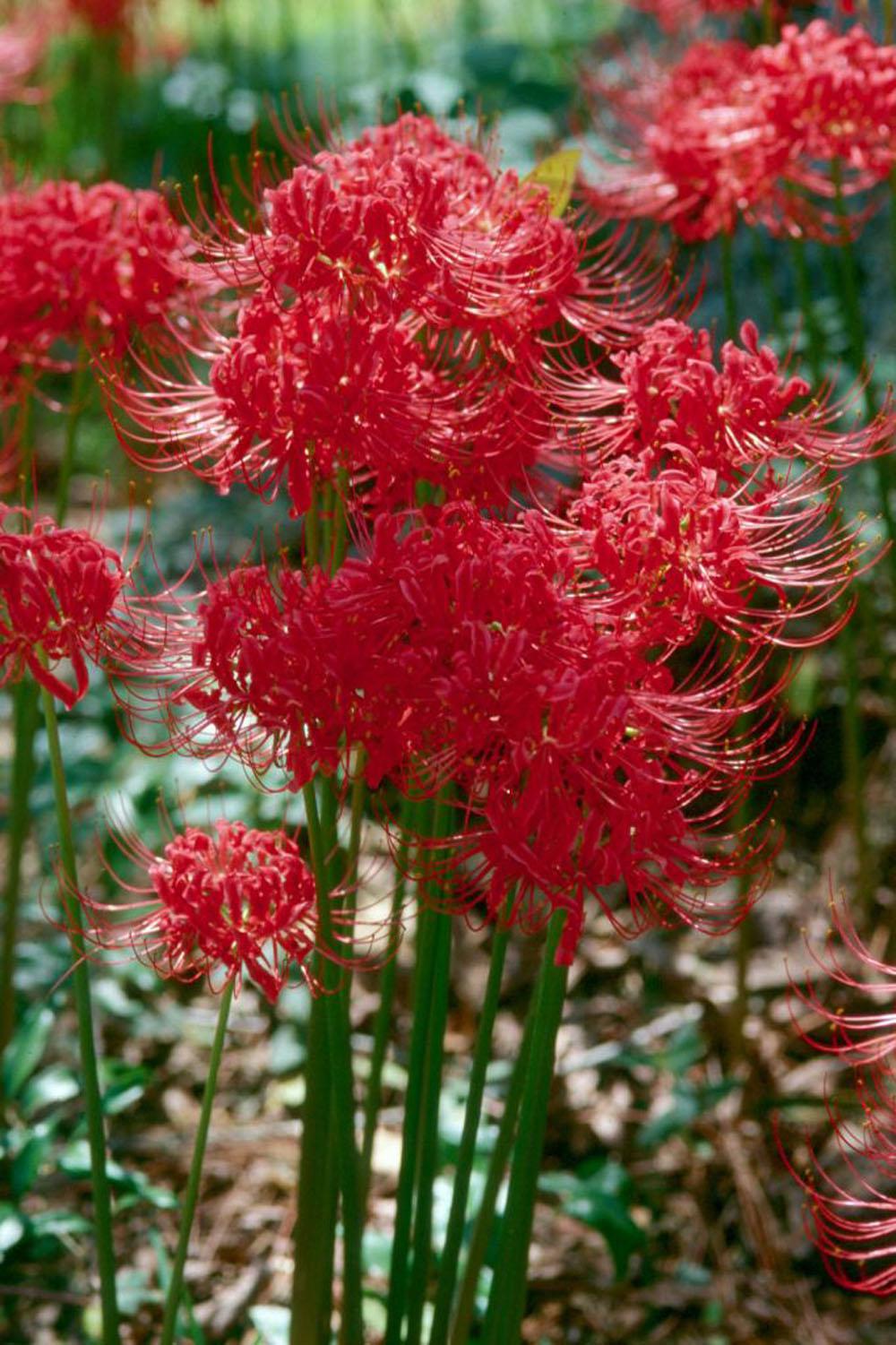 Because the red spider lily doesn't bloom long, it makes a great addition to beds with a groundcover like ivy: the flowers will emerge above the groundcover but will not be missed when they retreat back to the ground.