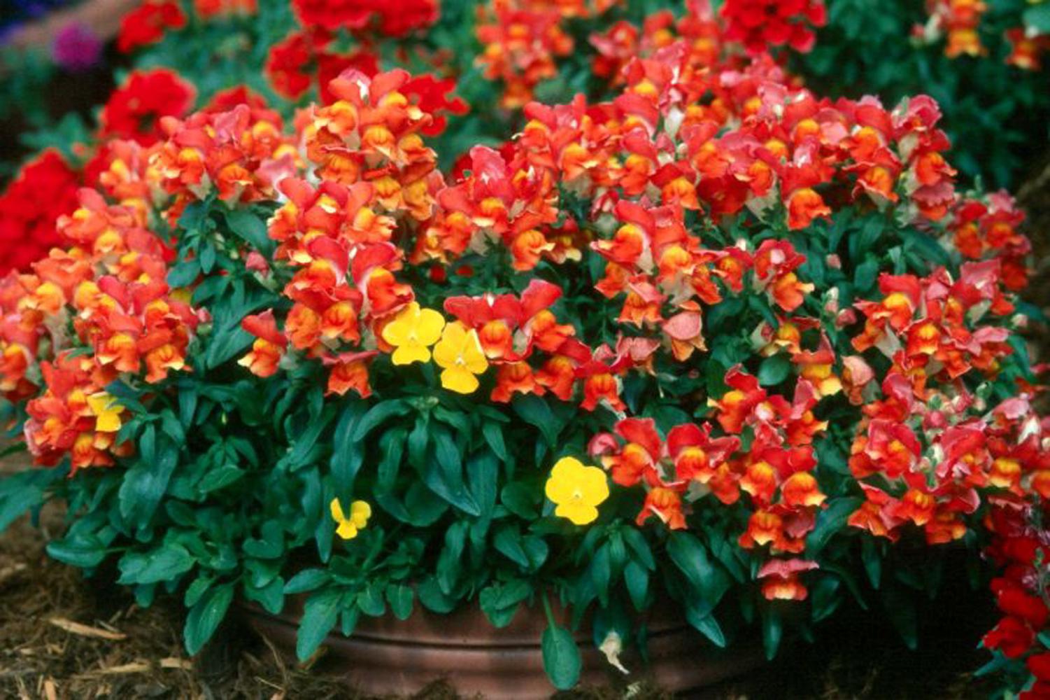 These red Montego  snapdragons demontrate how showy single-colored plantings can be when combined with yellow pansies.