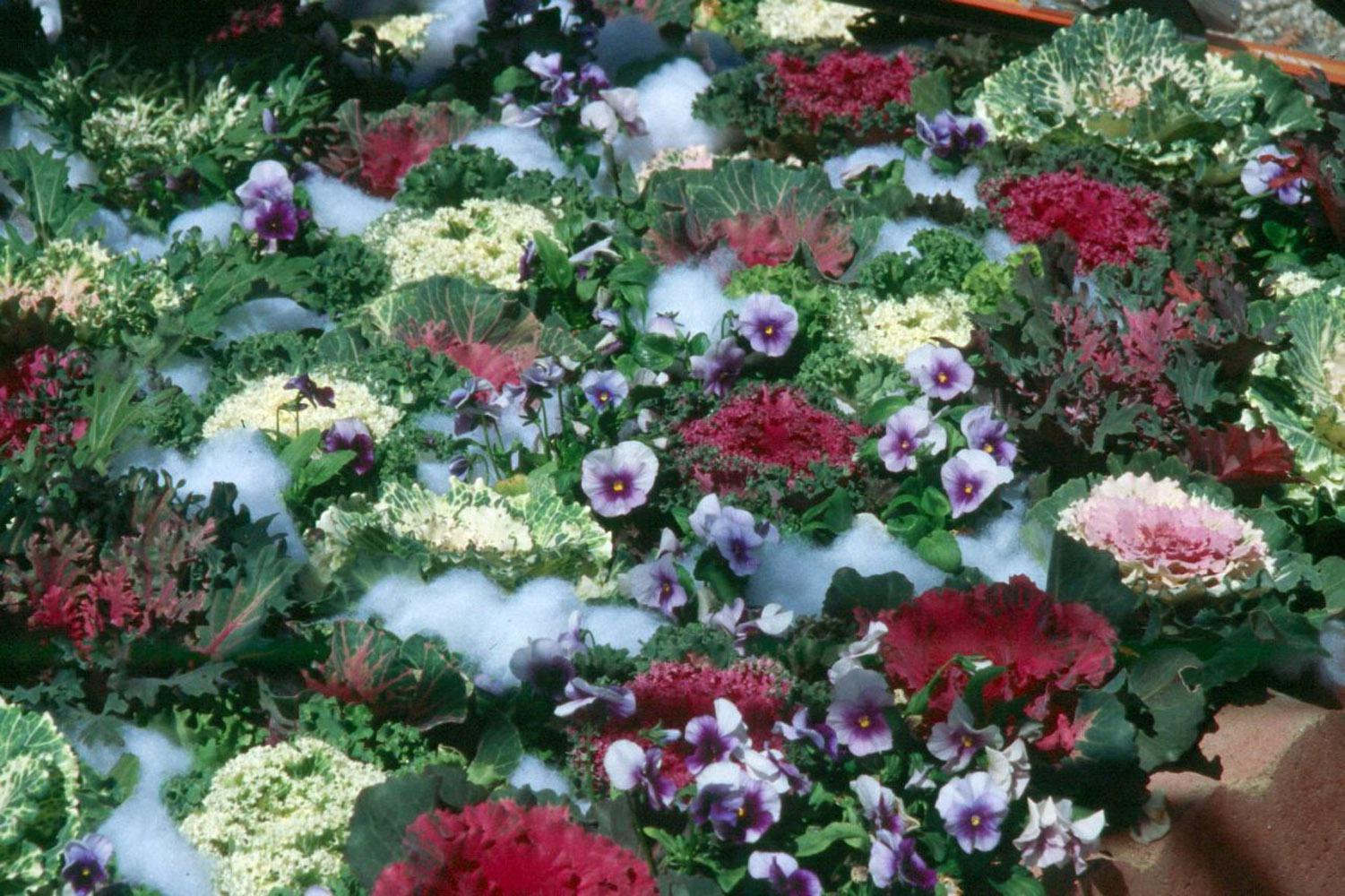 cabbage plant flower