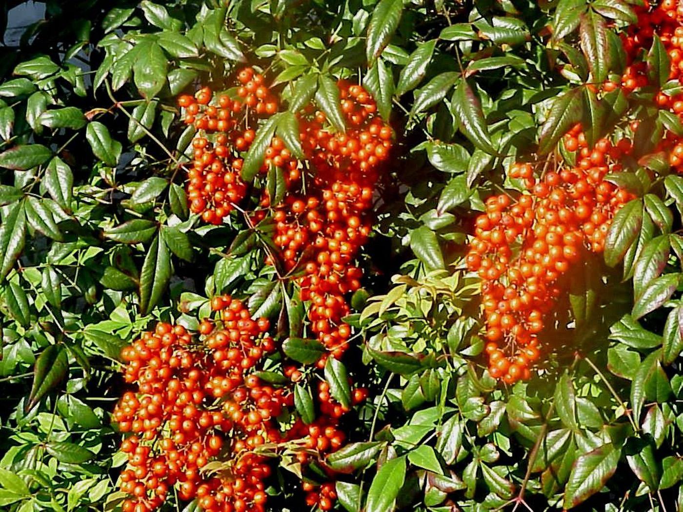 With almost indescribable leaf color and huge panicles of bright red berries, nandinas are among the very best shrubs for fall and winter color in terms of both leaves and fruit.