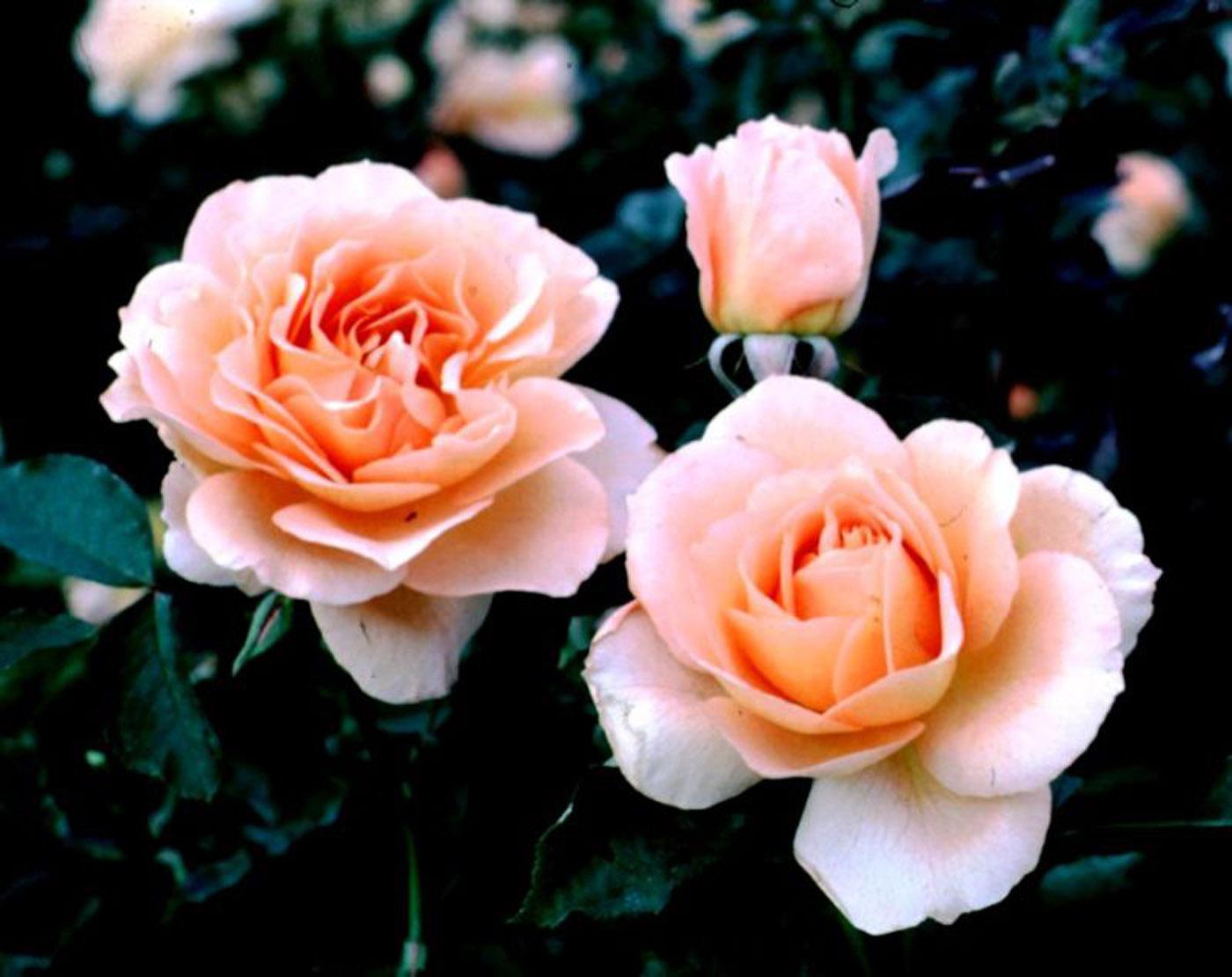 AARS winning roses are all judged on 15 key gardening characteristics including disease resistance, hardiness, color, form, flowering effect, fragrance, vigor and novelty. Winners must perform exceptionally well over a two-year period in numerous test gardens throughout the United States.