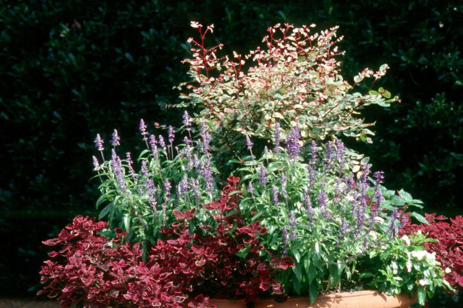The snow bush is sought after for its colorful foliage and unique habit rather than its bloom. It produces slender, burgundy-colored zigzagging stems with leaves painted in green, cream and pink.