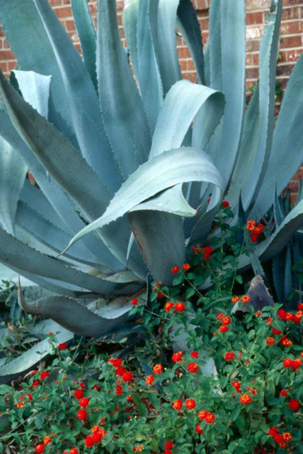 The blue agave, usually listed as a Deep South plant, is being seen from the Coast to the Delta and back eastward across the state and performs quite well in Mississippi.