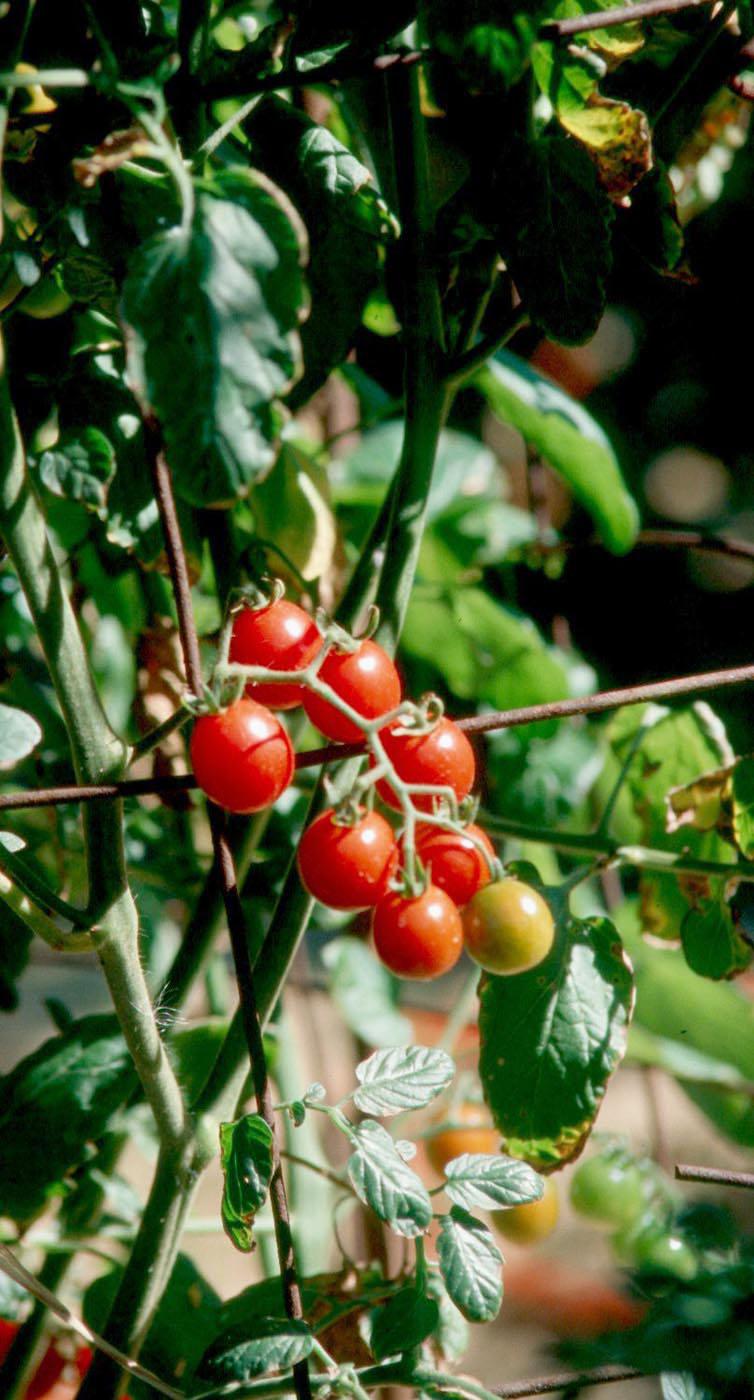 Mini Charm tomatoes will charm growers in the same way they impressed the Mississippi Plant Selections Committee for the Mississippi Medallion Awards.