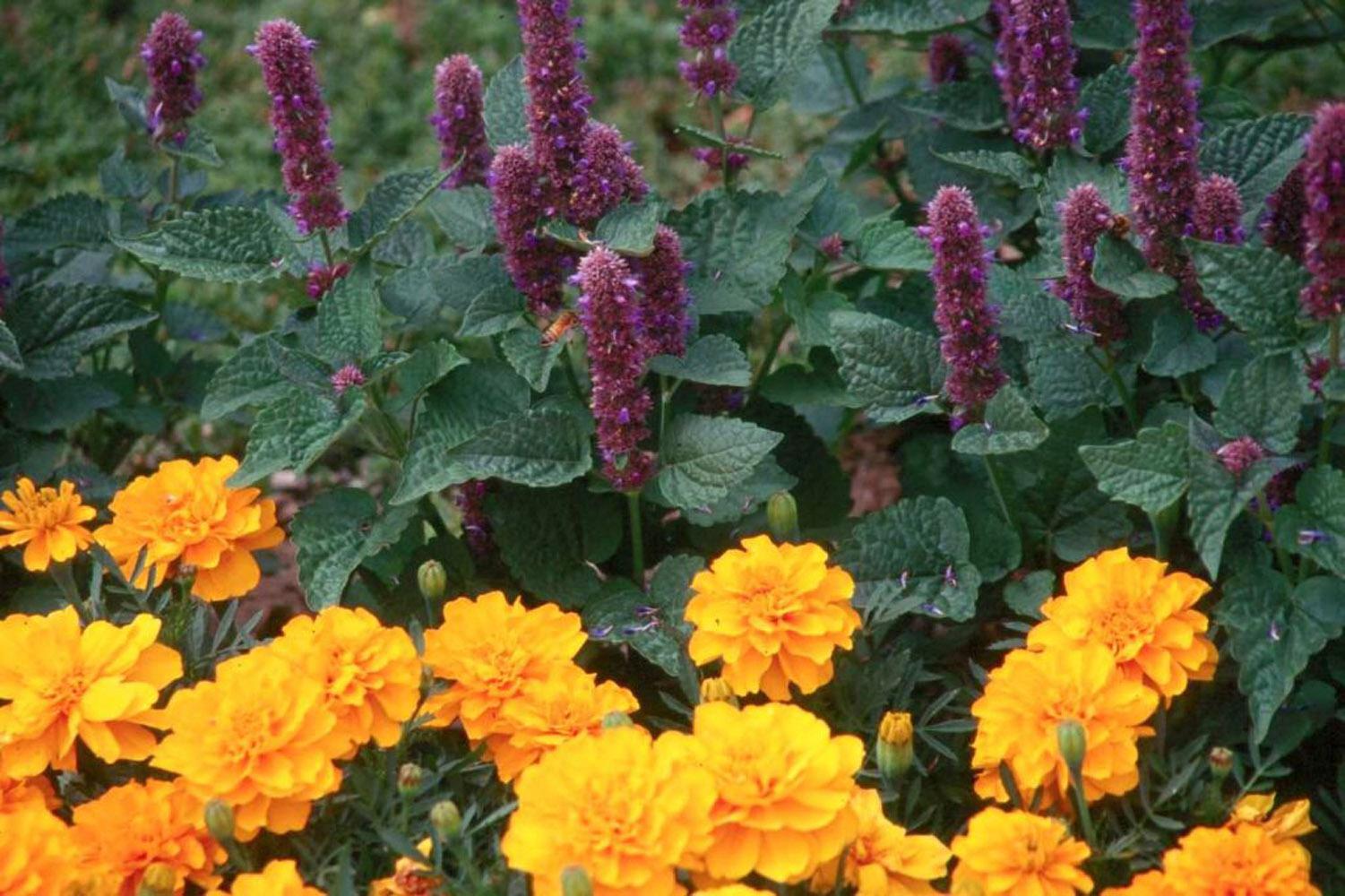 In the flower garden, plant Honey Bee Blue boldly in drifts adjacent to gold-yellow and orange marigolds .