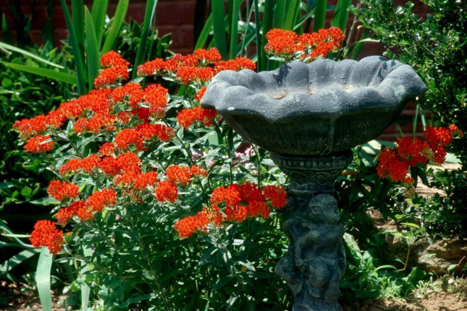 The native butterly weed Ascelpias tuberosa features bright orange flowers that will attract Monarch butterflies and put on a show the whole family will enjoy.