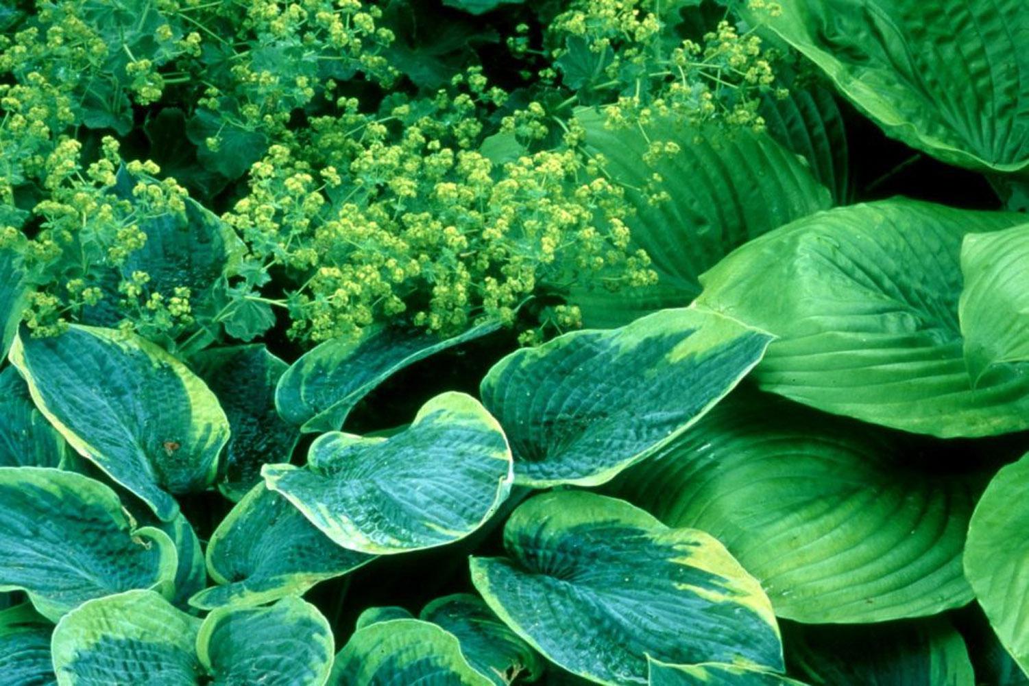The hosta is in the lily family and has the common name of Plantain Lily. Despite the fact that they are cold-hardy way up north in zone 4, their beauty and leaf texture add a tropical flair to the garden.