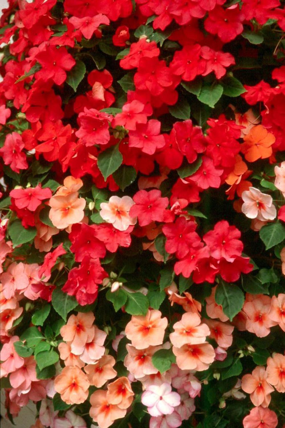 The Cancun Mix of Tempo Impatiens will literally pop out of the shady garden, making everyone take notice.