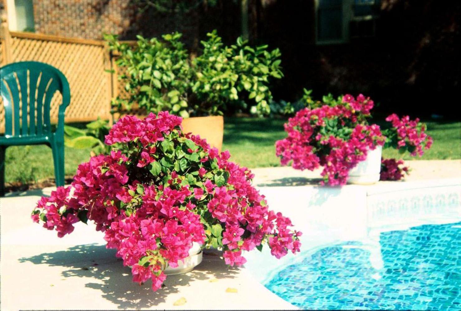 In all but the extreme southern coastal Mississippi, the bougainvillea will have to be treated as an annual or grown in a container for protection during the winter. They bloom easily in containers and can be kept pot-bound for a long time.