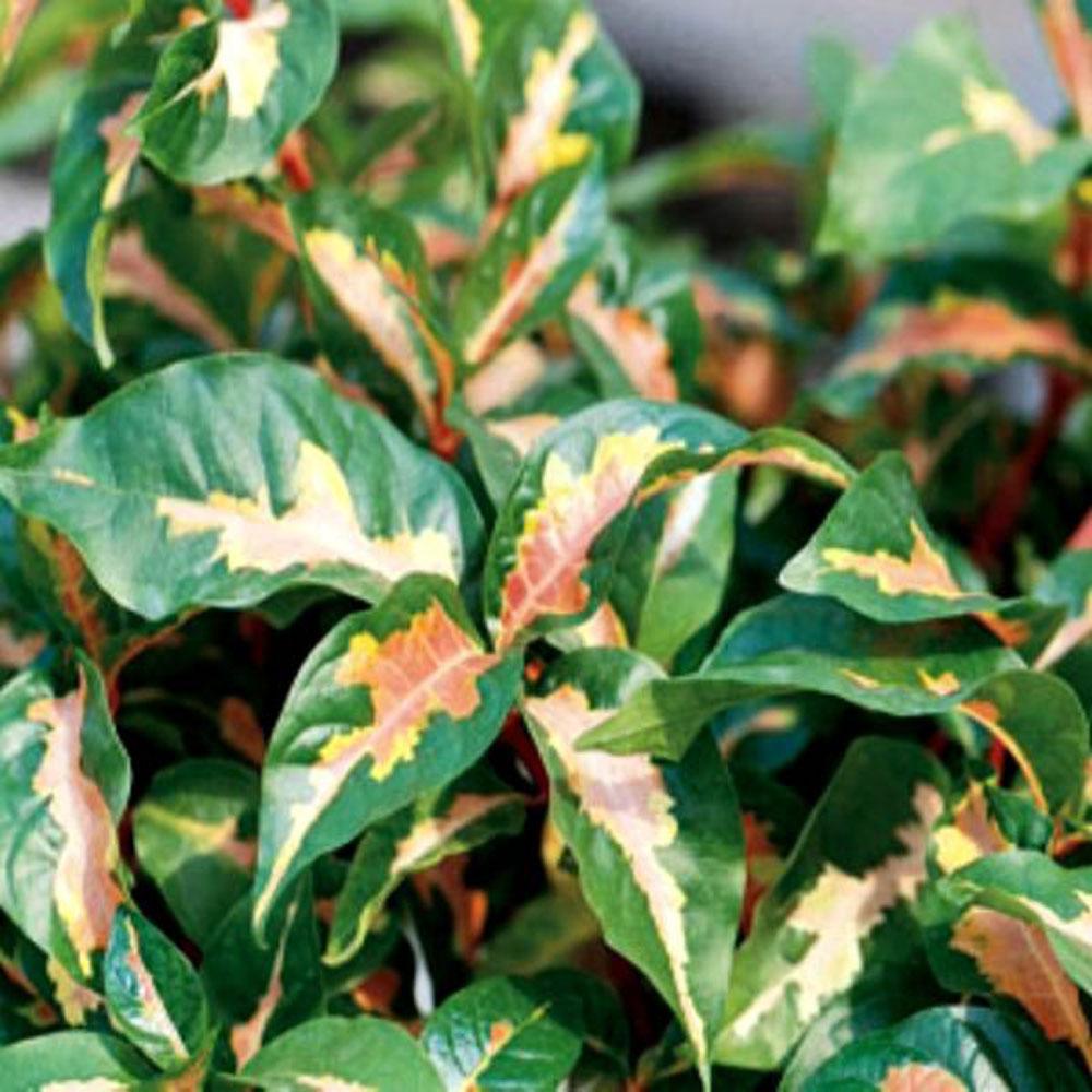 Tricolor features green leaves and a variegated, irregular band of cream and pink down the middle of the leaf. Both Chocolate and Tricolor reach about 36 inches in height and thrive in full or partial sun.