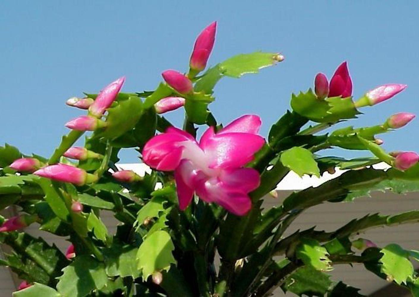 This Christmas cactus is beautiful outside on a warm winter day, but most of the time these dependable holiday plants brighten up special areas inside the home.