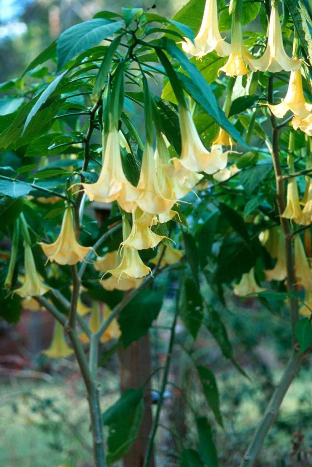 Known botanically as Brugmansia, Angel's Trumpets come from Ecuador, but they couldn't look more at home in Mississippi. The most beautiful of Angel's Trumpets reach 12 to 18 inches in length and make a statement in the landscape. Combine them with large bananas for a tropical appeal, or try them with Purple Hearts or red coleus like Burgundy Sun, New Orleans Red or Plum Parfait.