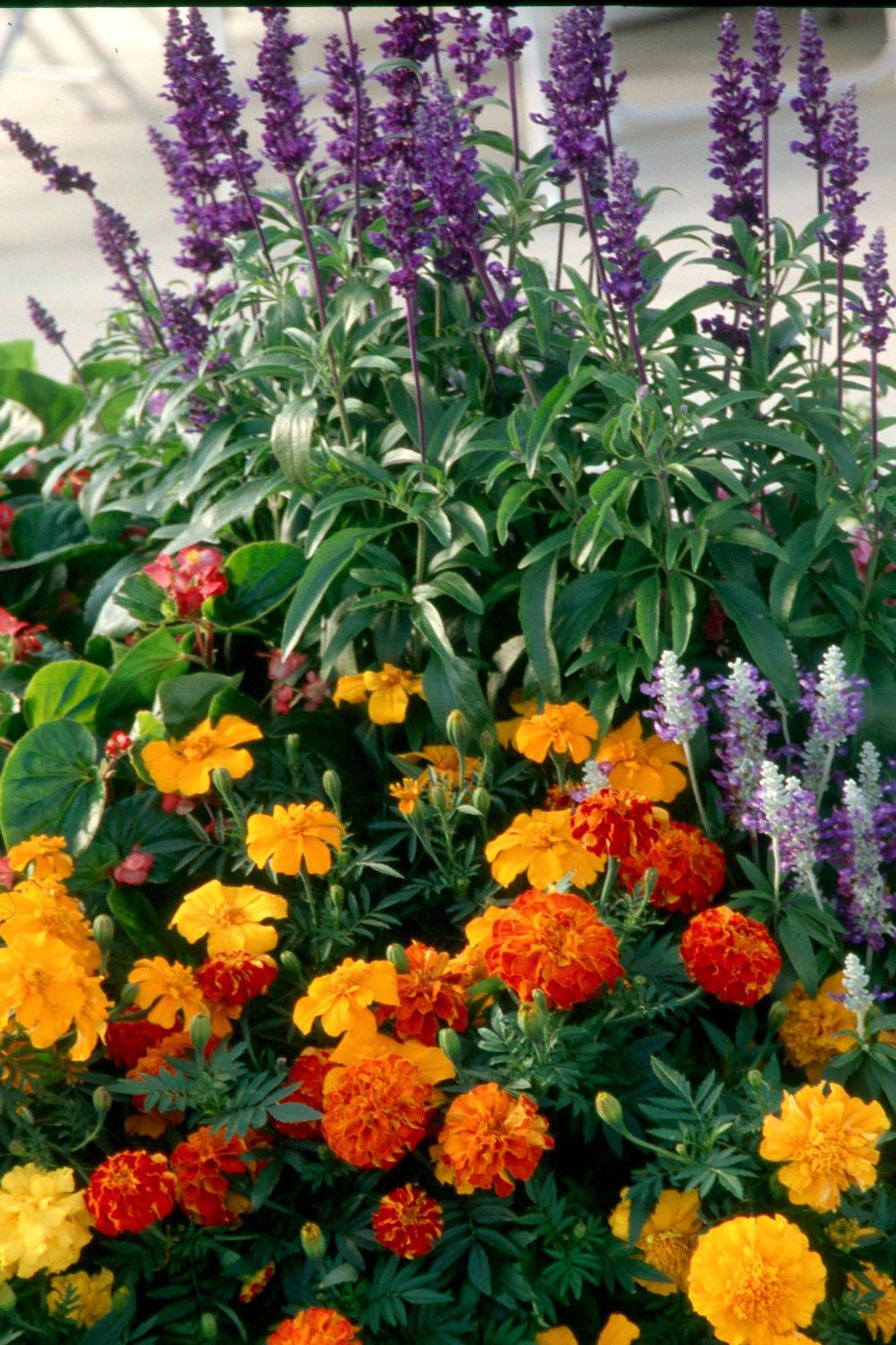 French marigolds add fall vibrancy to gardens  Mississippi State  University Extension Service