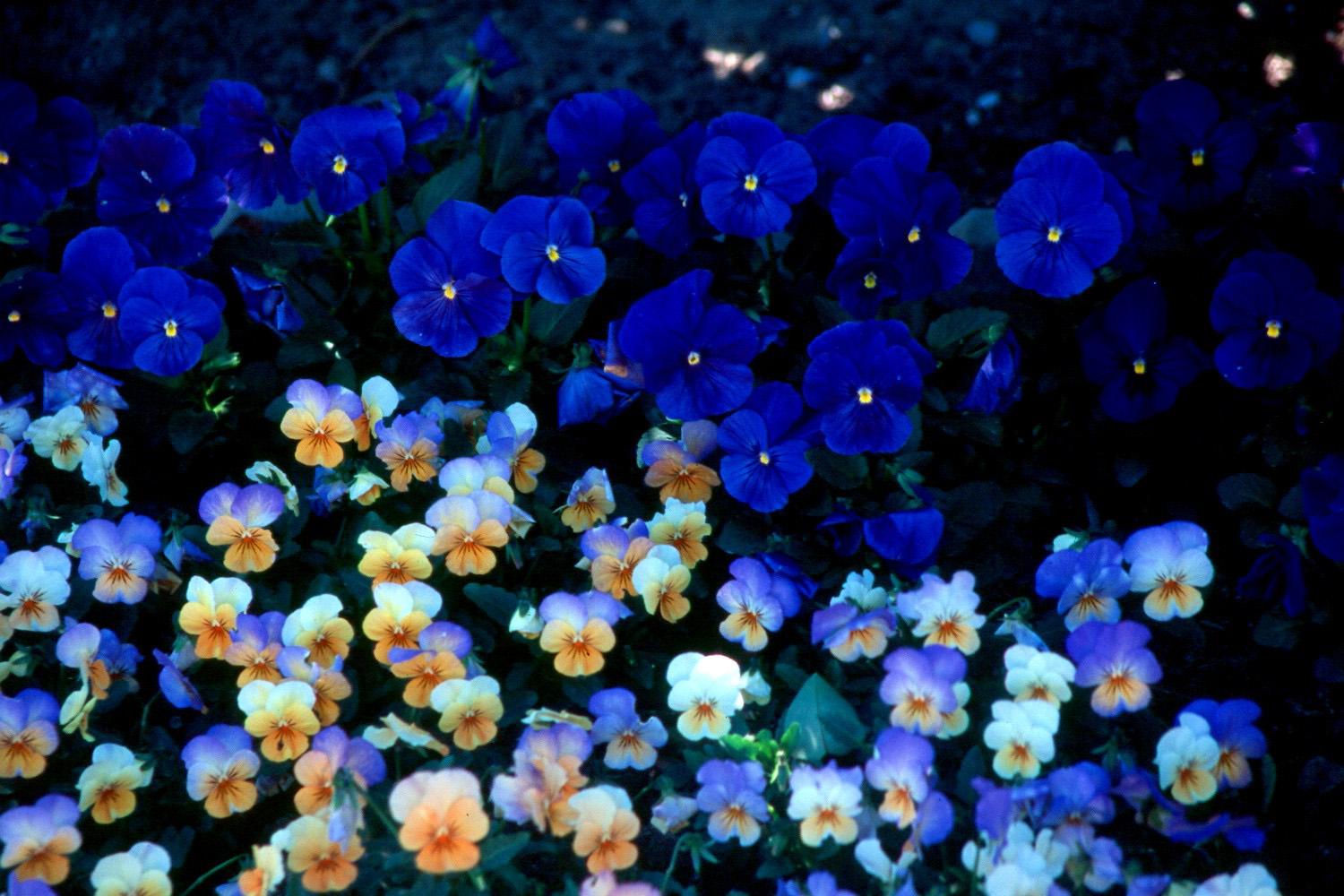 Peach Frost violas from the Sorbet series offer a wide range of colors beginning with blue and moving toward a center of creamy yellow with a splash of hot orange. They are spectacular in this bed with True Blue Panolas.
