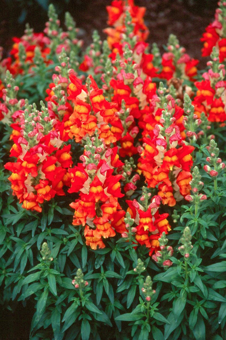 snap dragons