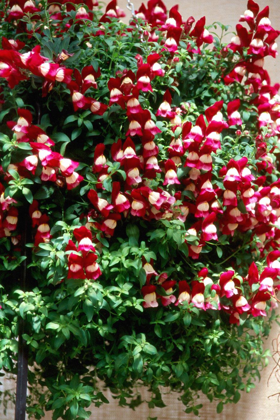 Visions of sugarplums take on a new meaning when people see this snapdragon variety called Sugarplum. A part of the Luminaire series, Sugarplum is vigorous and ideally suited in hanging baskets.