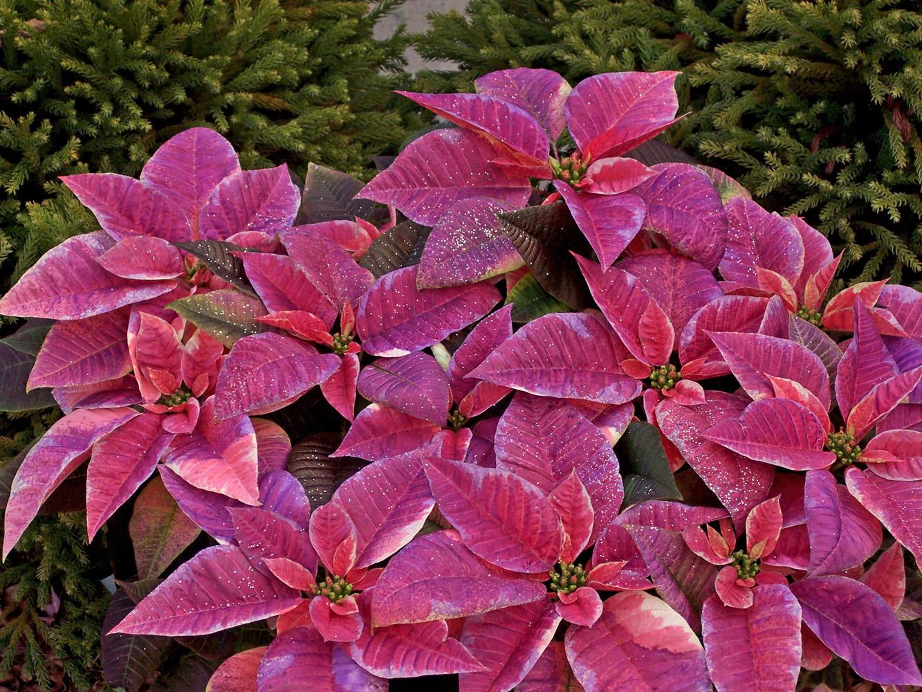 Painted poinsettia sales