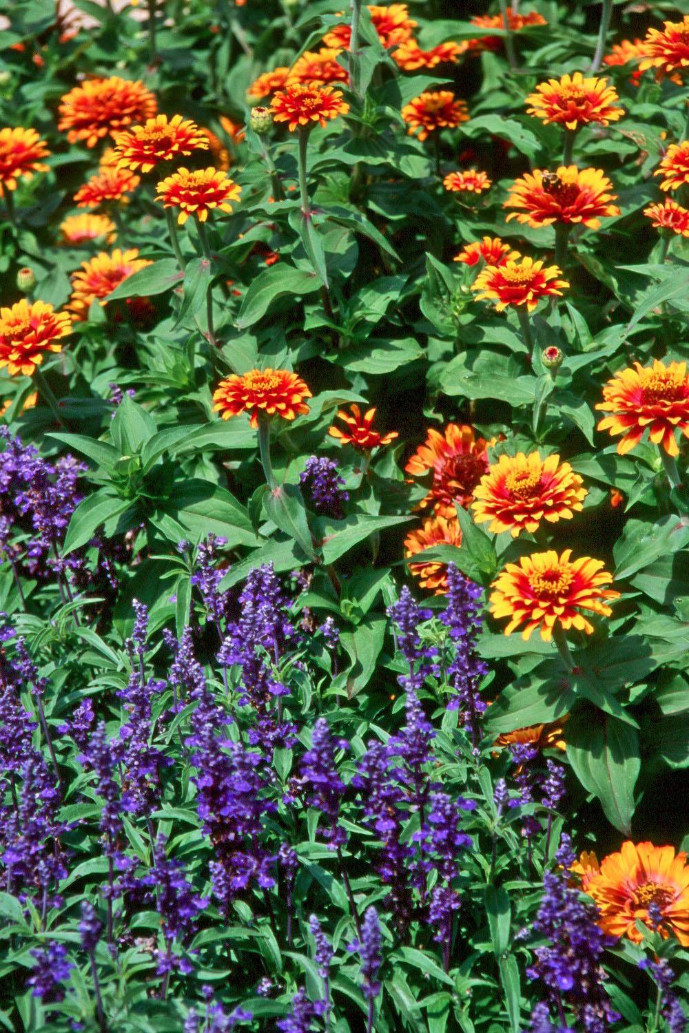 Zowie! Yellow Flame zinnia and Evolution salvia make a dynamic duo in this landscape. Both make great cut flowers for the vase and can be dried for an everlasting bouquet. Unlike any other zinnia, each Zowie bloom flames with a scarlet-rose center and yellow petal edges. Evolution provides a slightly richer color that Victoria Blue salvia.