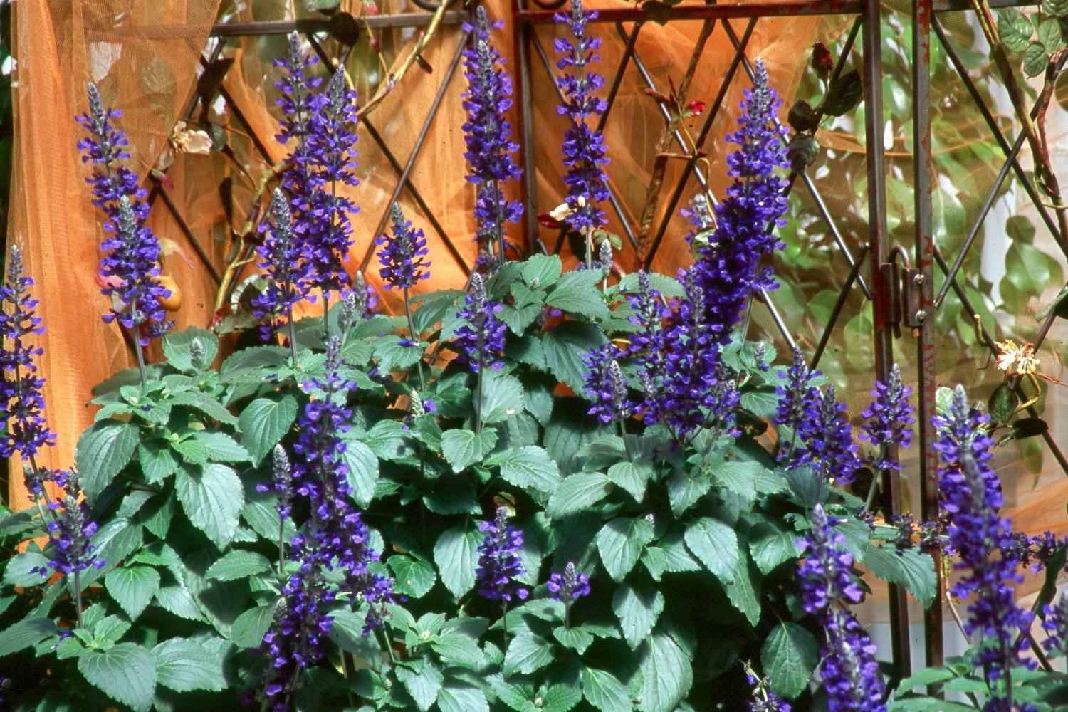 Mystic Spires Blue Is A Hot Perennial Salvia Mississippi