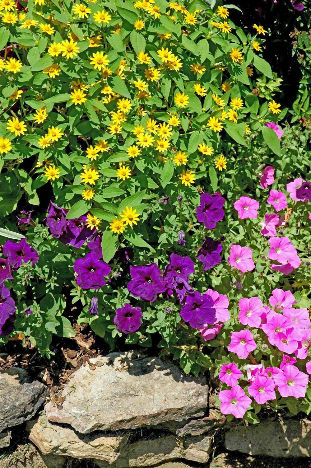 The melampodium produces small, brightly colored, daisy-like flowers from spring through frost. These yellow-gold blossoms allow them to partner wonderfully with pink and blue-violet to purple petunias.  