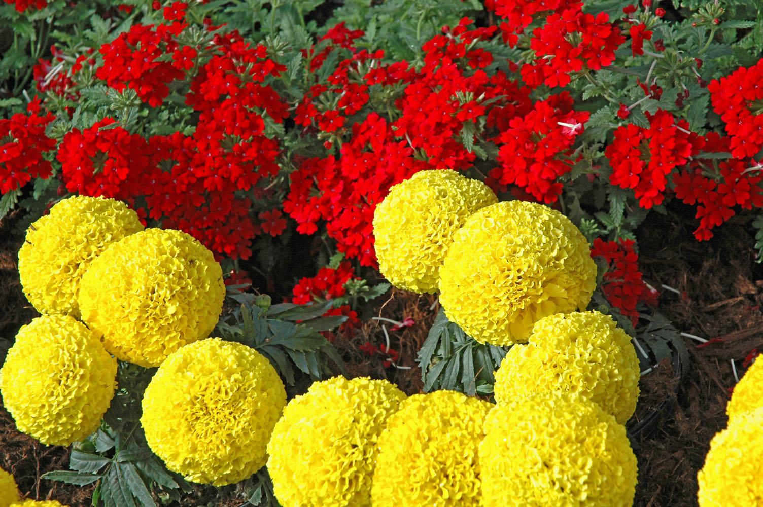 French marigolds add fall vibrancy to gardens  Mississippi State  University Extension Service