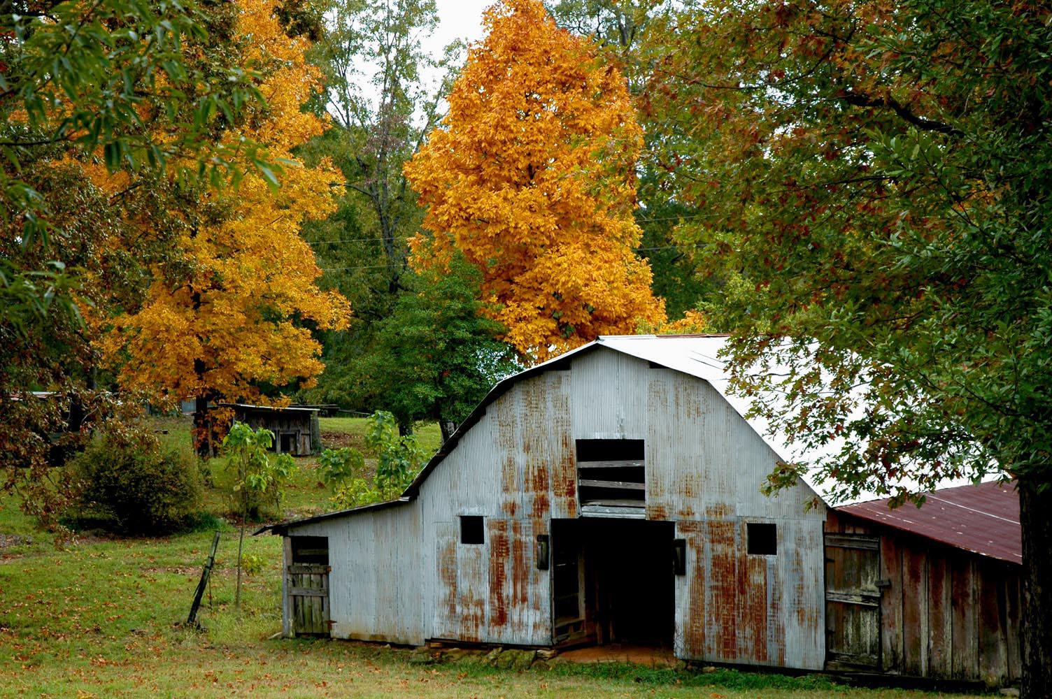 Colorful hickories stand out in this rural setting visible recently in central Mississippi between Louisville and Kosciusko.