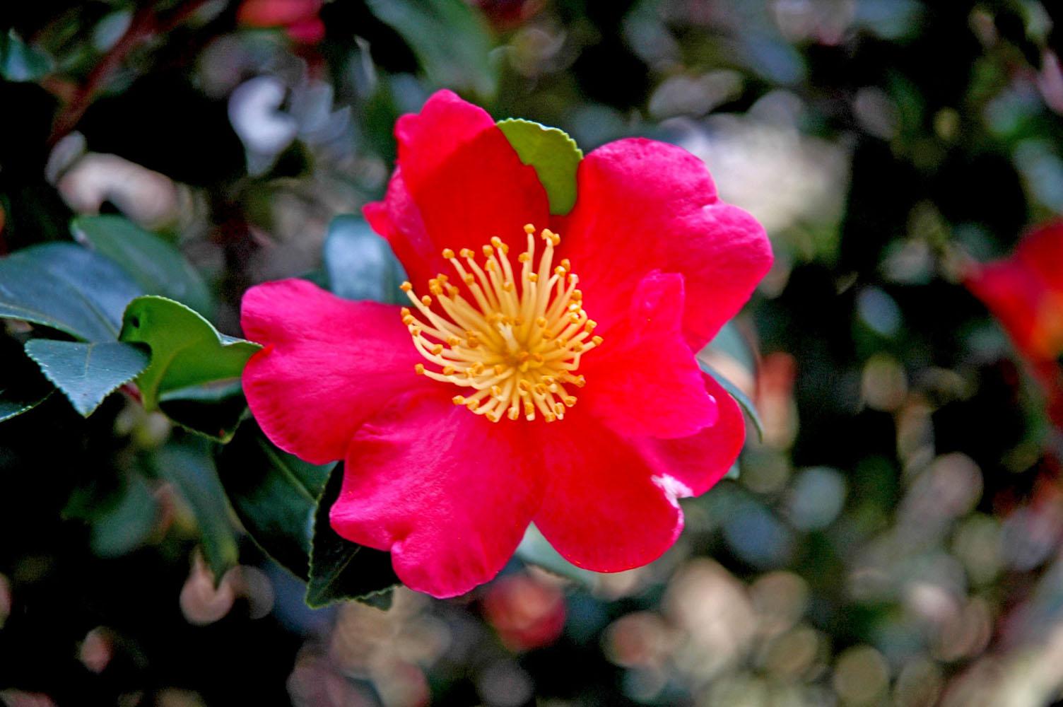 Yuletide camellia is an award-winning favorite bearing loads of red flowers coupled with bright yellow stamens. Unlike other holiday plants that typically last for only one season, Yuletide will bloom every year for the holidays and is a compact shrub offering an evergreen appearance in the winter landscape