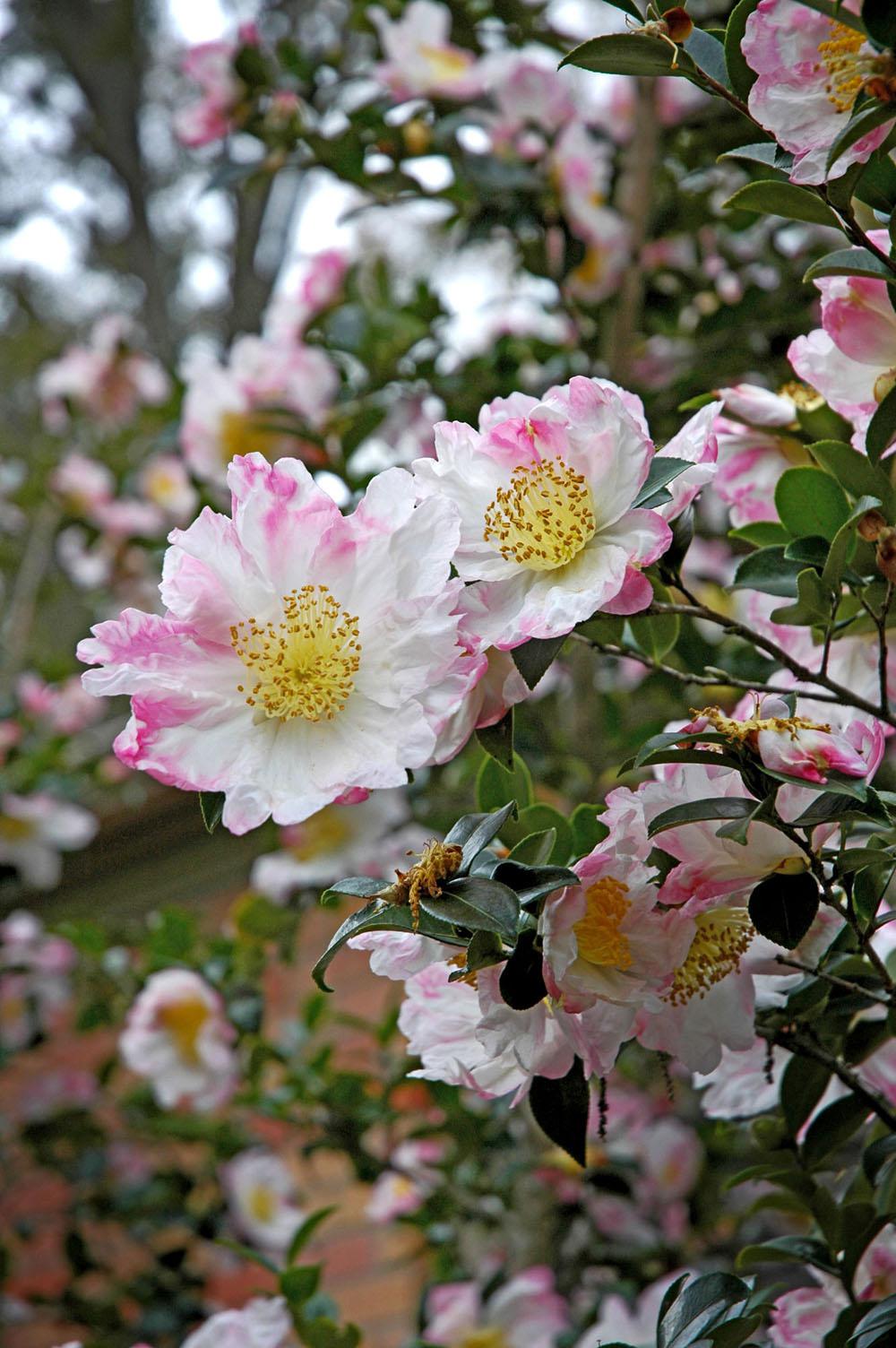 Mississippi's camellias deserve extra attention