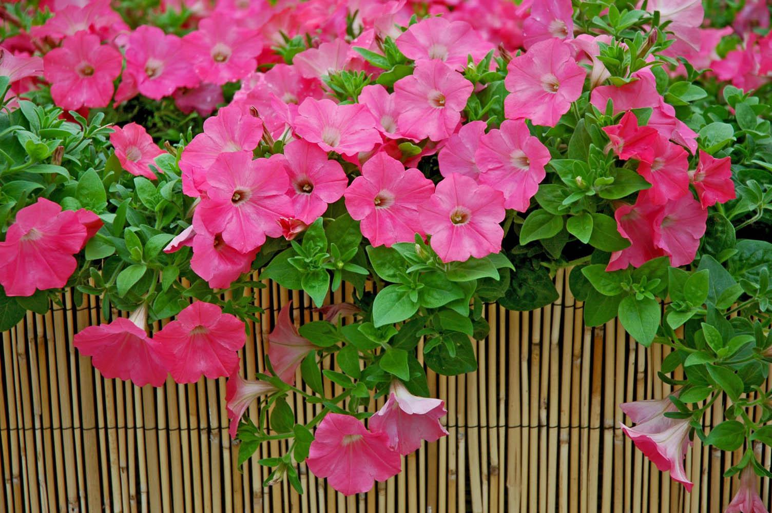 The Wave petunias will be popular again in 2007, including this Easy Wave Coral Reef. The color coral on this petunia is rich and saturated.