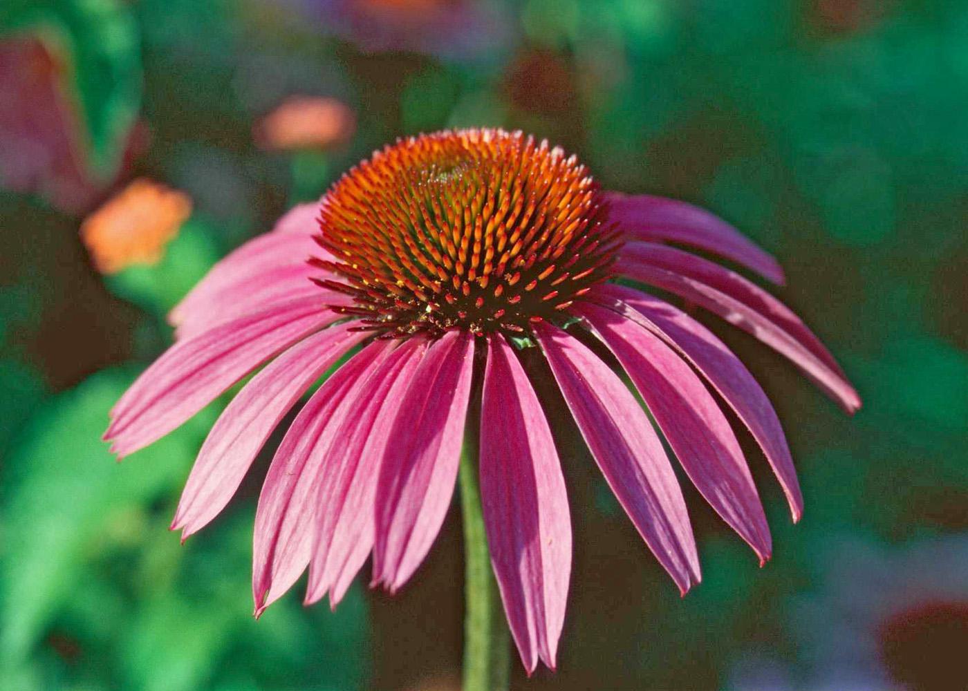 Bravado purple coneflowers like this one hit their stride each summer in time for June weddings.