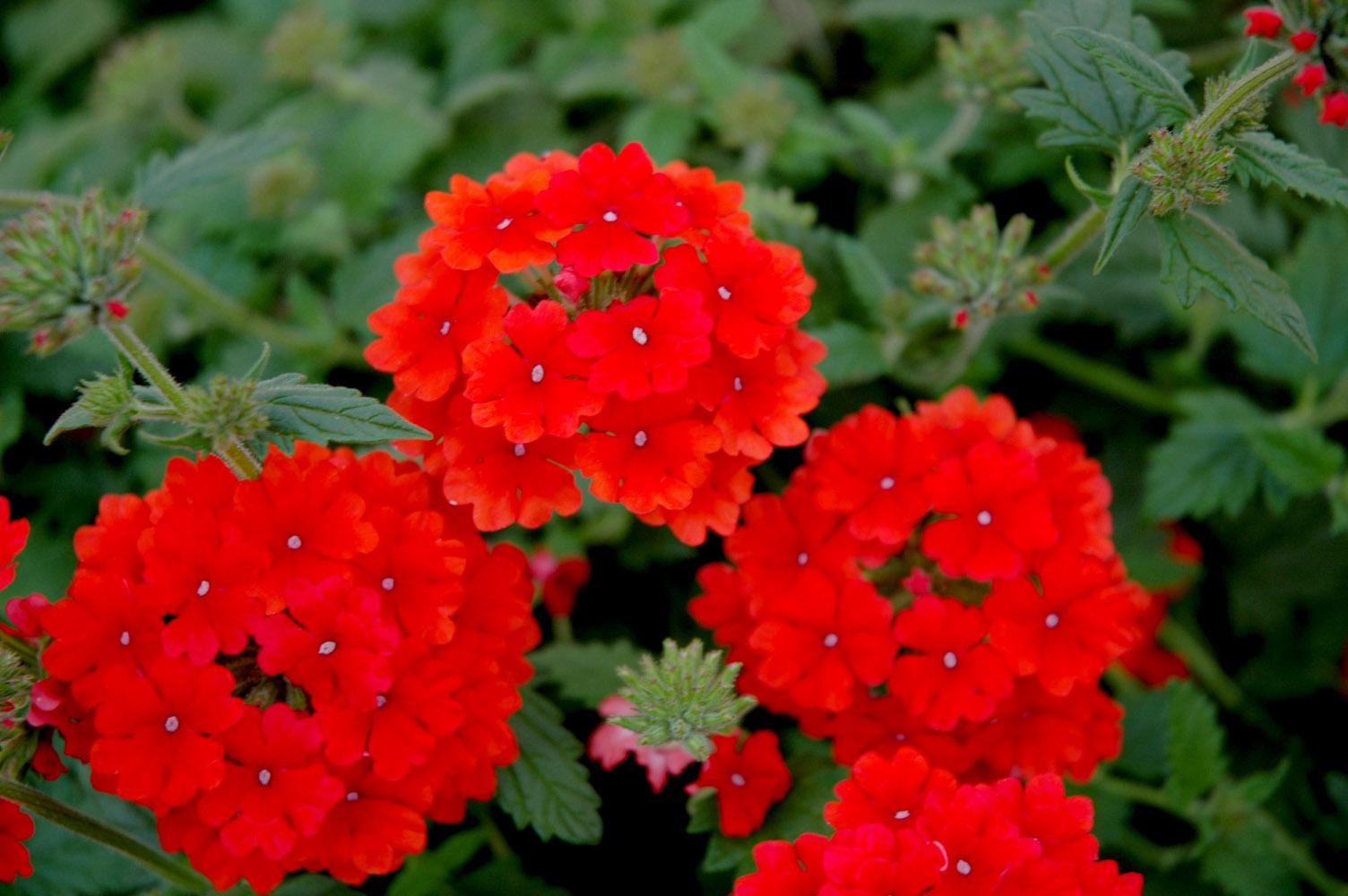 Red verbena store