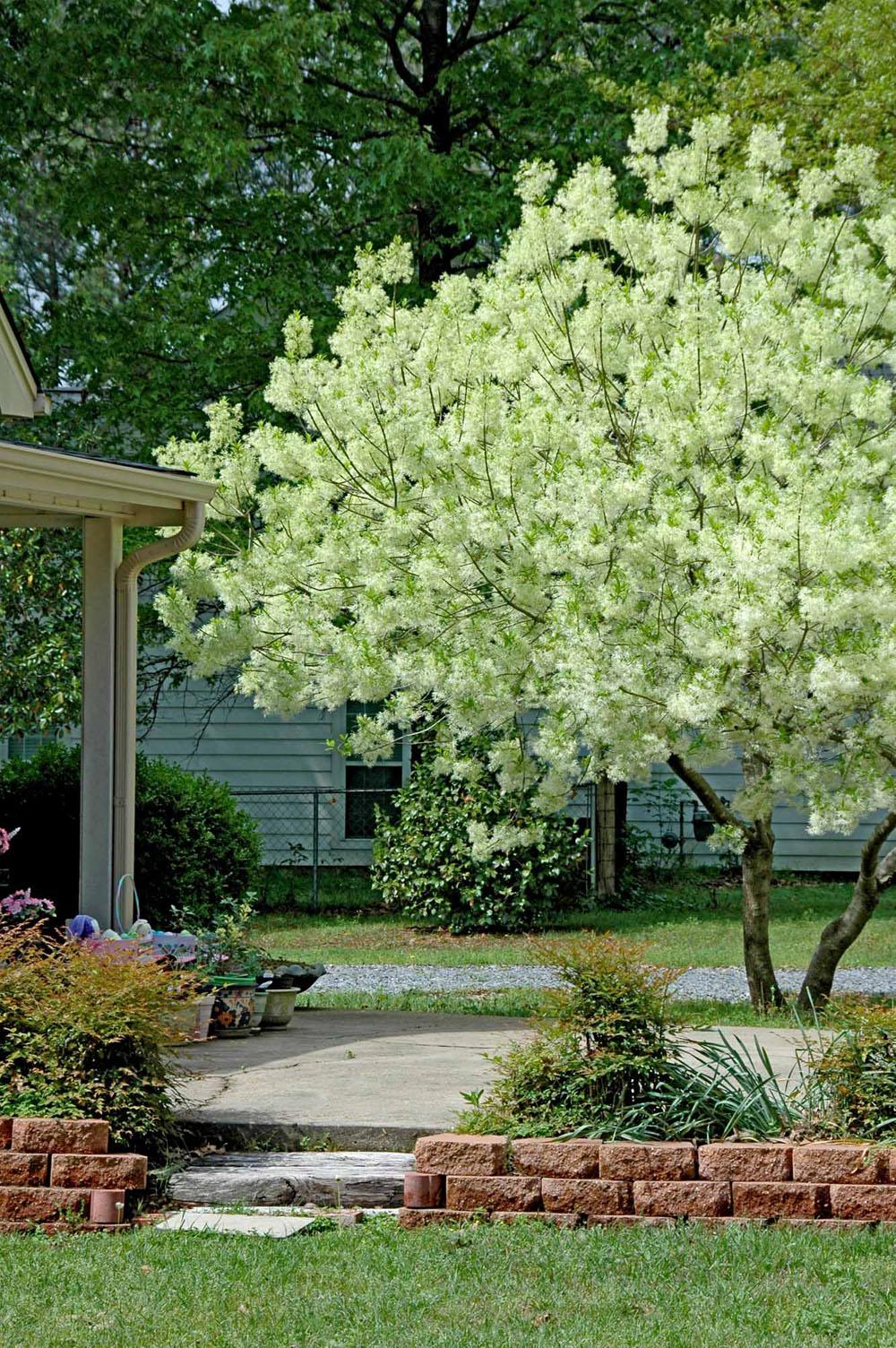 greybeard fringe tree