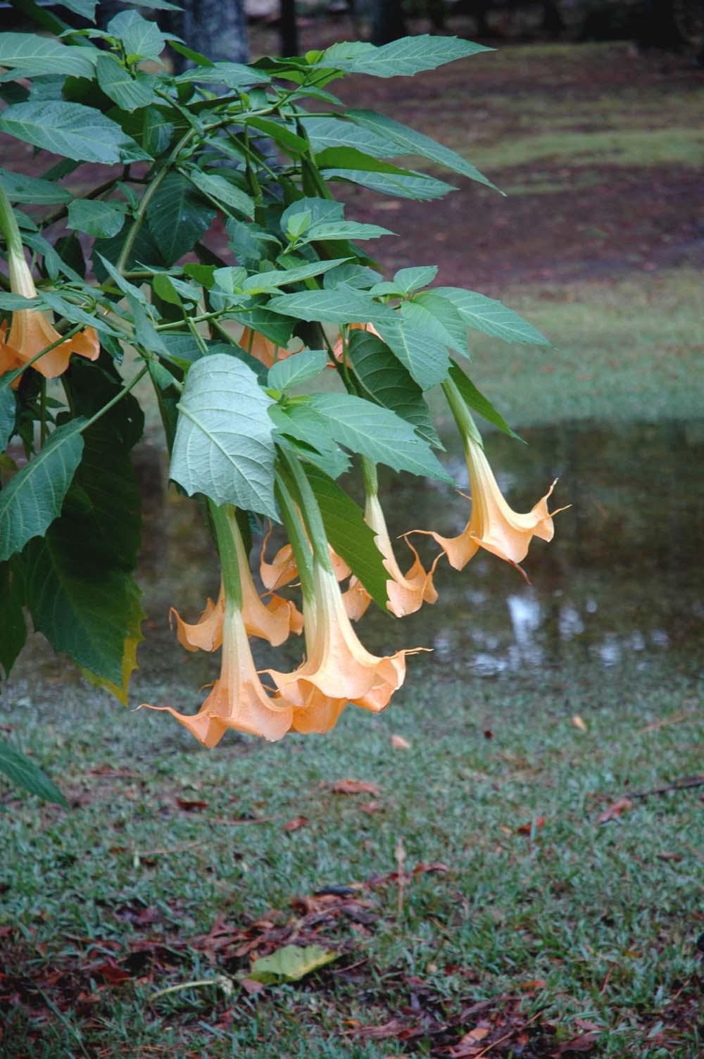 Angel's trumpets come in both yellow gold and rich pink and give an exotic and tropical look to gardens. They perform well in Mississippi gardens, and really strut their stuff in late summer and fall. (Photo by Norman Winter/ Mississippi State University horticulturist)