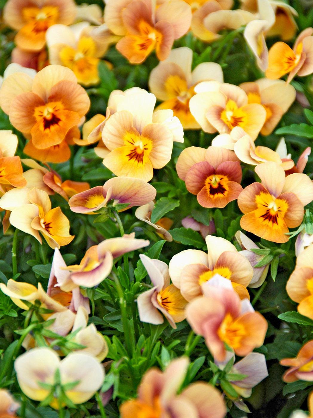 Angel Terracotta viola brings rare colors to the garden with its bright orange face that changes to various shades of terracotta with slight hints of mauve.