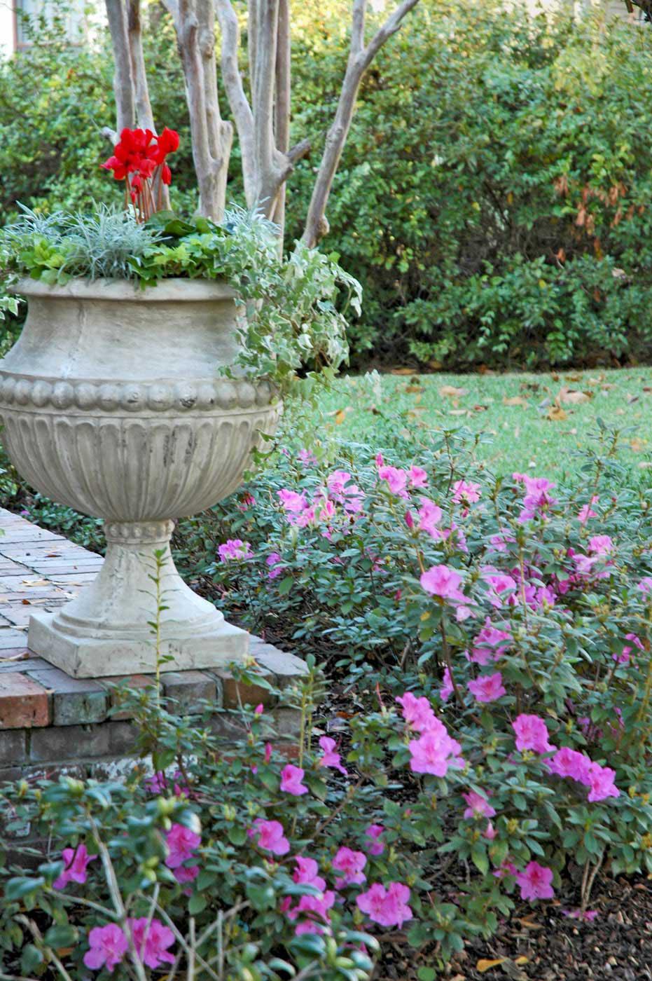 Encore azaleas will provide spring-like blooms even as the Christmas holidays approach.  