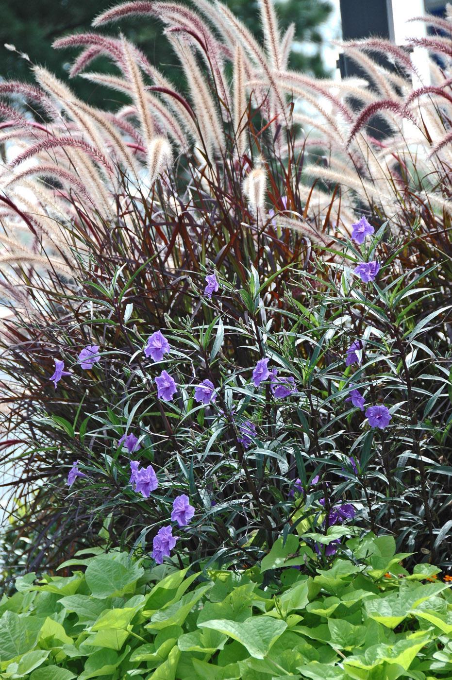 The sun gleams through the foxtail-like blooms of the purple fountain grass, whose leaf color works in monochromatic harmony with the Mexican petunia. The planting also includes Marguerite sweet potato vines with bright chartreuse foliage, making a great complementary marriage with the petunias' iridescent blue flowers.