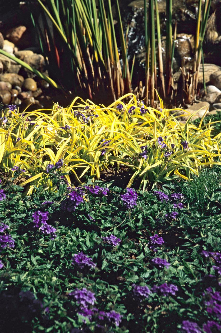 This 2007 garden was spectacular with Sweet Kate tradescantia separating King Tut papyrus, the tallest plant in the back of the border, and Homestead Purple verbena in front, which has flowers that complement Sweet Kate's golden lime-colored leaves.  