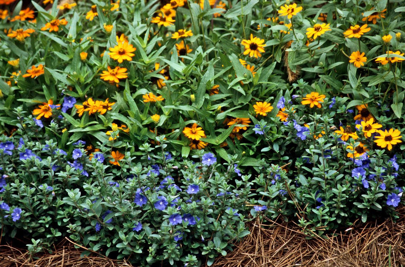 Blue Daze offers rare summerlong color  Mississippi State University  Extension Service