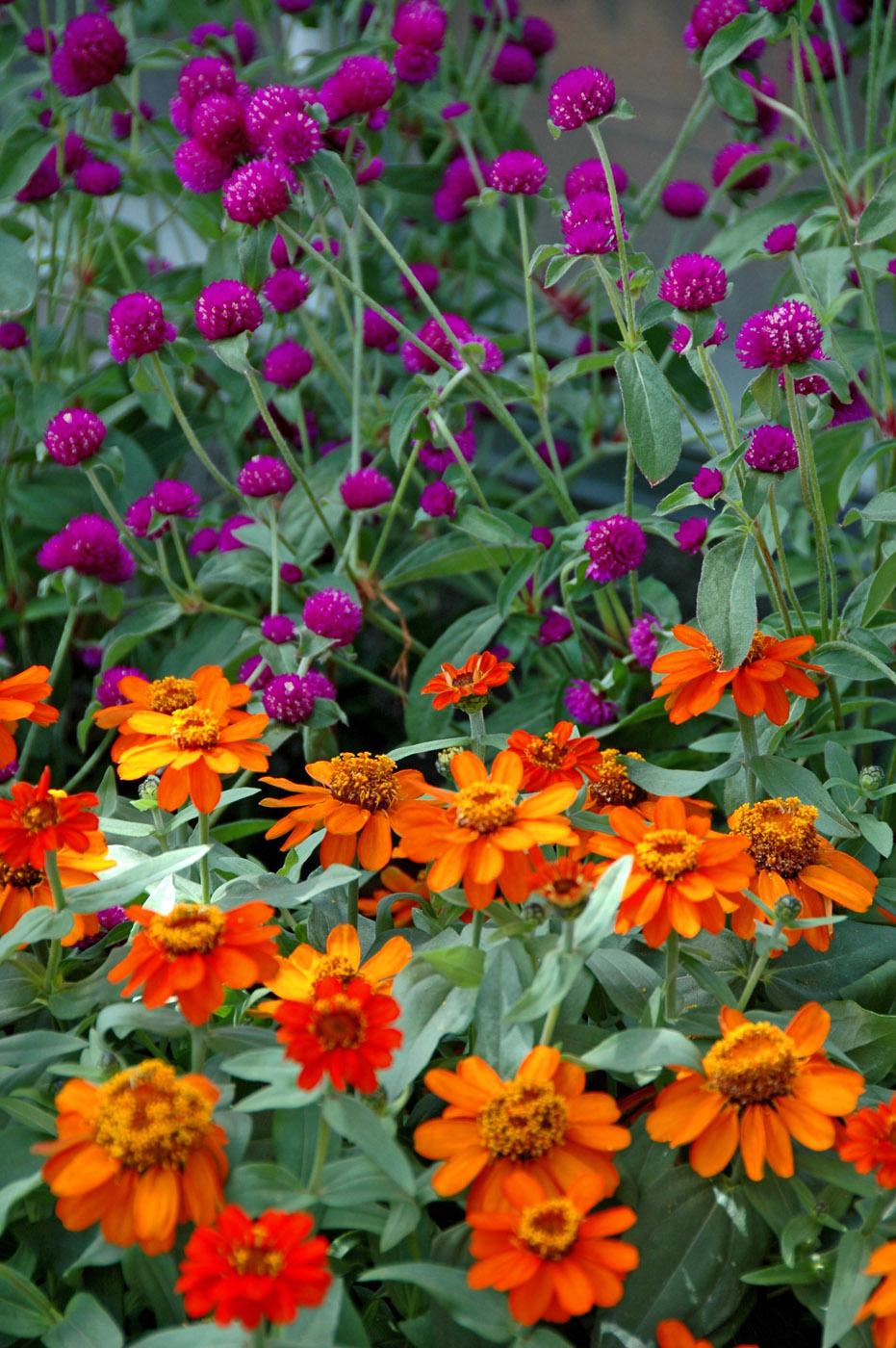The All Around Purple gomphrena is a real trooper, reaching 24 inches tall and wide and blooming all summer in the South's intense heat and humidity. It is also quite attractive with orange flowers like the Profusion Fire zinnia. (Photo by Norman Winter)