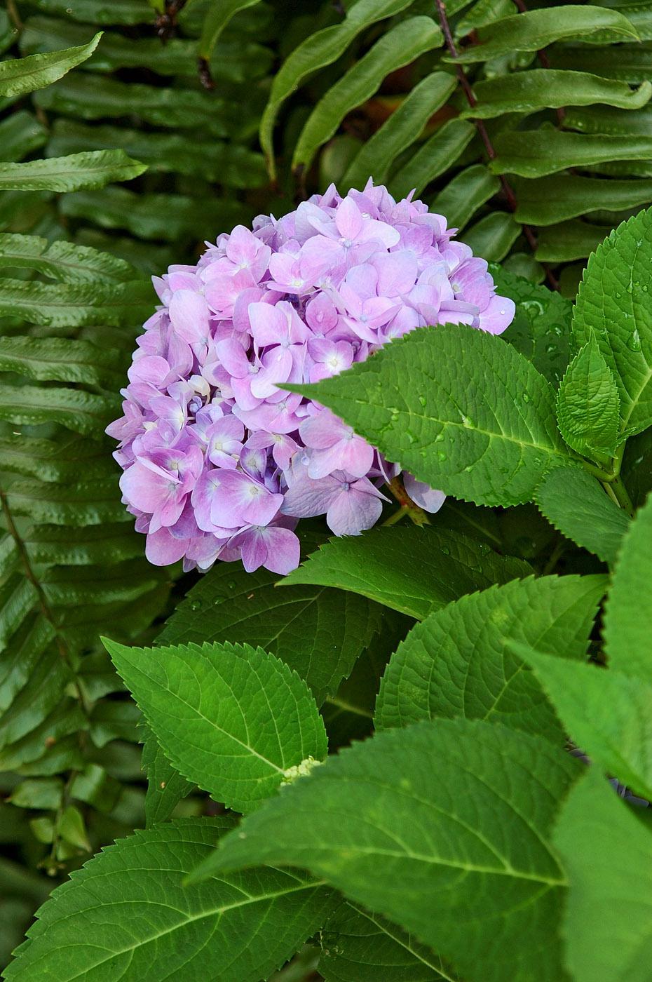 Endless Summer hydrangea blooms on old wood as well as new growth, which means a longer bloom season. Flower color on most big-leaved hydrangea varieties depends on soil acidity. The lilac color of this blossom reveals that this plant is growing in soil in the low to middle range of acidity. Lower pH levels produce blue blossoms, and higher levels produce pink to red blossoms.