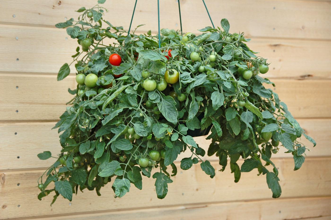 Hanging baskets overflowing with tomatoes like this Tumbling Tom variety are a clear sign that interest in the patio vegetable garden is going through the roof.