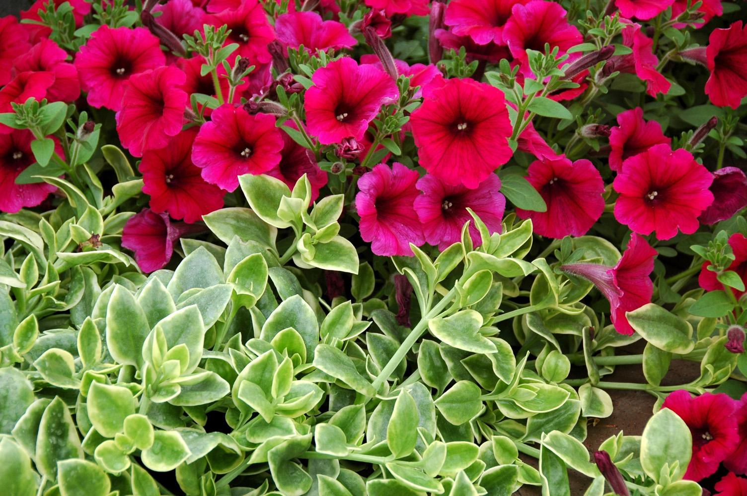 Mezoo Trailing Red succulent has glossy green foliage with cream margins. In this setting, it supports a planting of Sanguna Electric Burgandy petunias. Mezoo Trailing Red can be used as a groundcover or as a spiller plant in mixed containers. The red in its name comes from dime-sized flowers that accent the plant.
