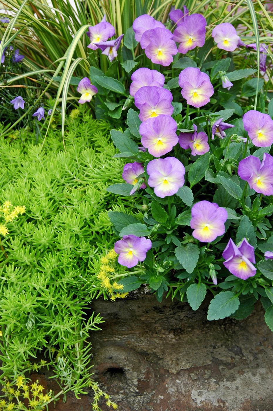 Four species of plants lend their special colors and textures to this old piece of pottery. An Etain viola is the focal point, and its lavender edges contrast with the golden blades of Ogon dwarf sweet flag. Lemon Coral sedum gently tumbles over the rim of the container, and the tiny Thumbell bellflowers add visual interest and finish the fine piece of art.