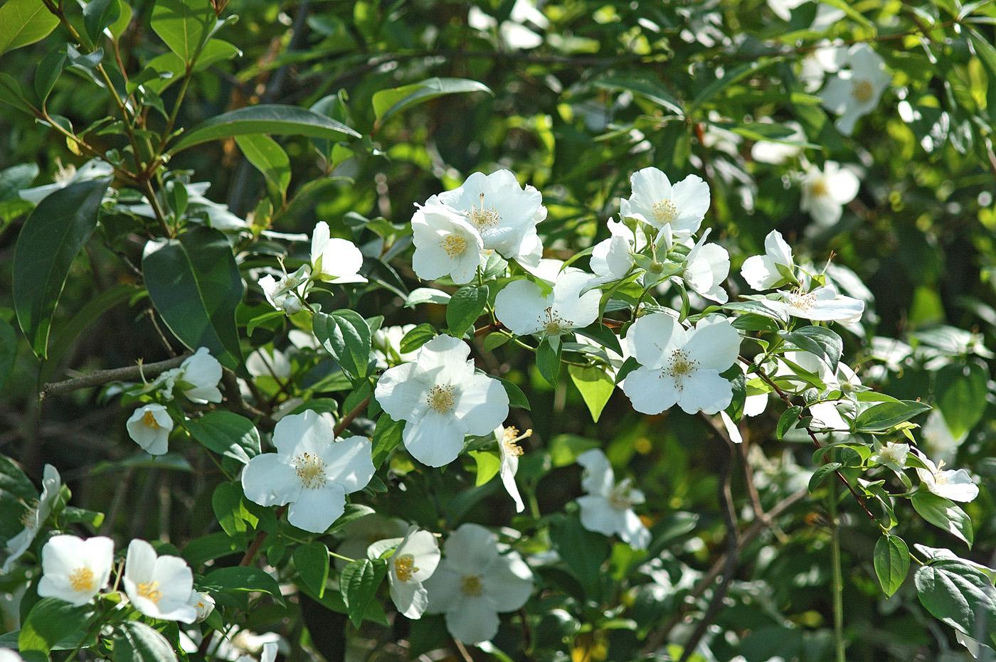 The English dogwood's blooms are produced by the hundreds along arching stems, forming a beautiful, fountain-like appearance. (Photo by Norman Winter)