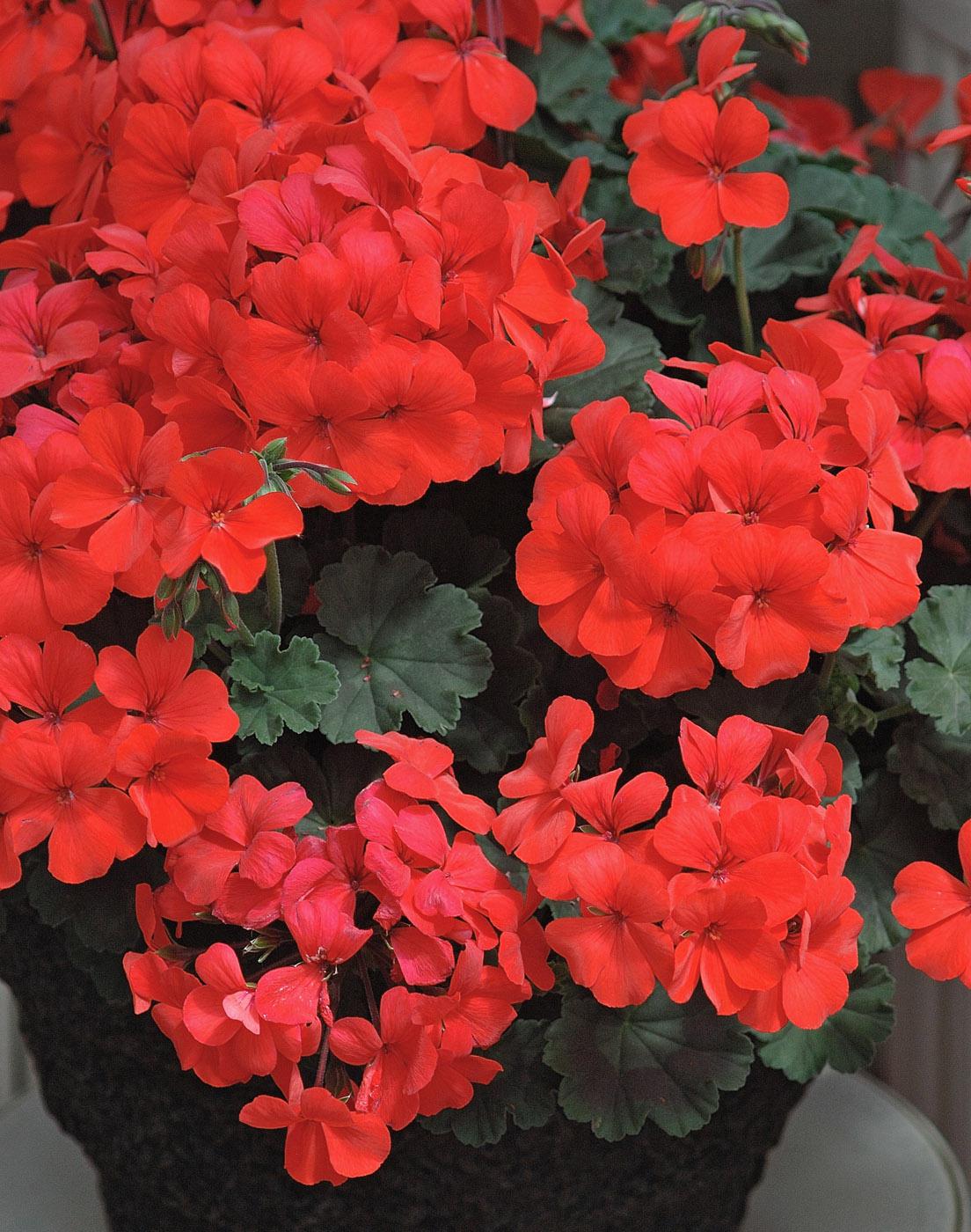 Caliente Orange is a hot new geranium that can withstand the heat of Mississippi's summers. (Photo by Norman Winter)