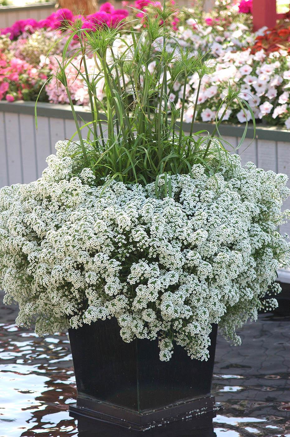Snow Princess will dazzle in mixed containers, falling over the edge like a blanket of snow and giving off a sweet honey aroma. (Photos by Norman Winter)